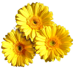 Adana Çiçek Gönderme çiçekçi